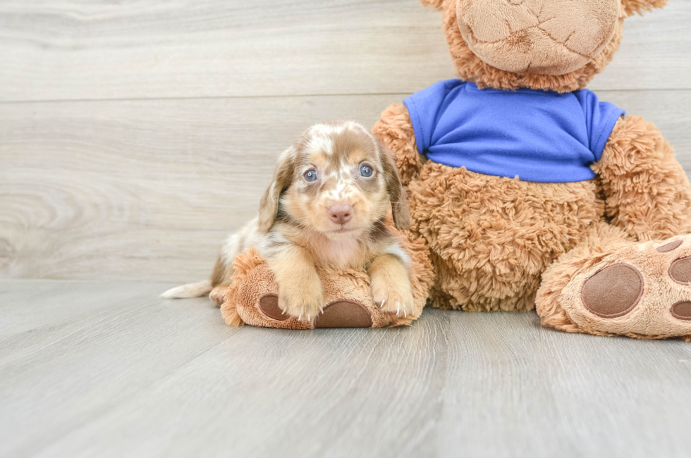 5 week old Dachshund Puppy For Sale - Premier Pups