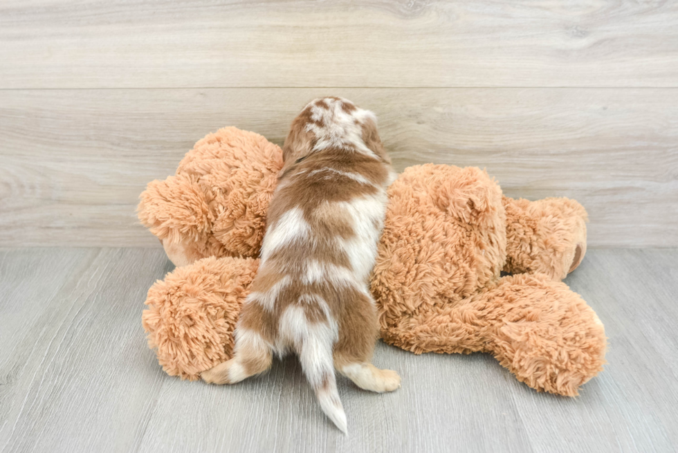 Cute Doxie Purebred Puppy