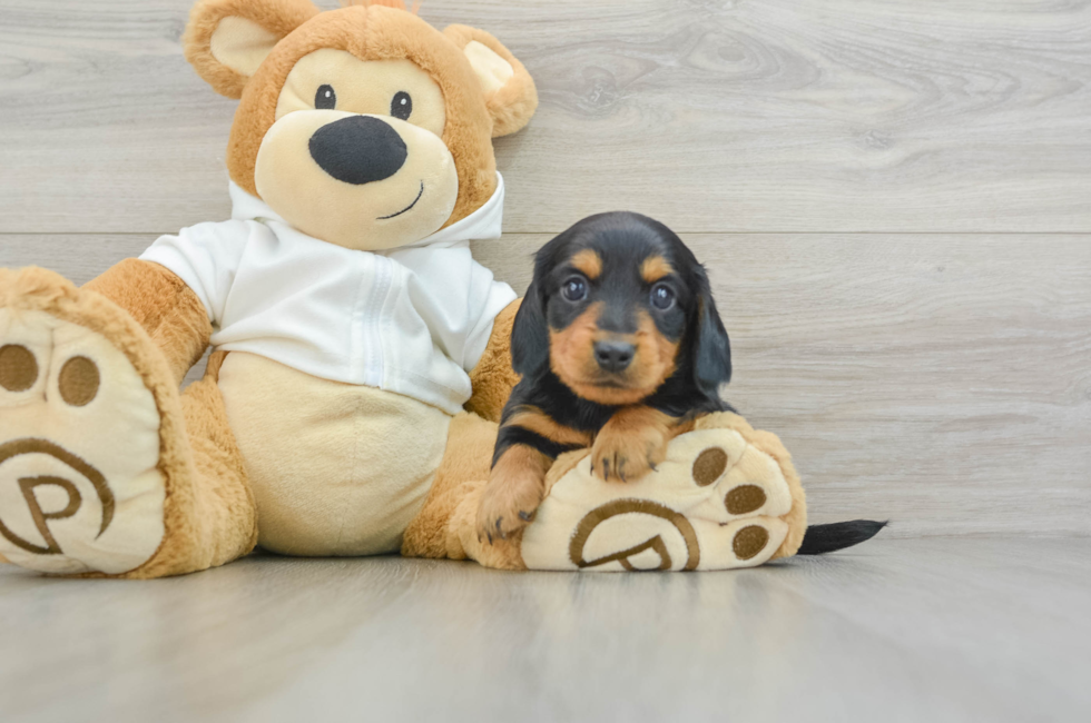 7 week old Dachshund Puppy For Sale - Premier Pups