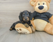 5 week old Dachshund Puppy For Sale - Premier Pups