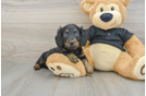 Cute Doxie Purebred Puppy
