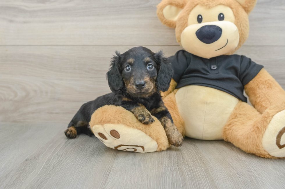 5 week old Dachshund Puppy For Sale - Premier Pups