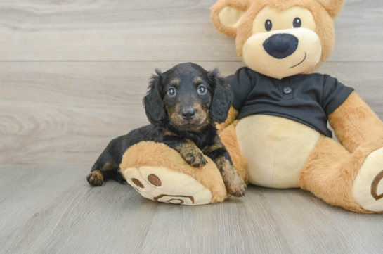 Cute Doxie Purebred Puppy