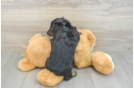 Best Dachshund Baby