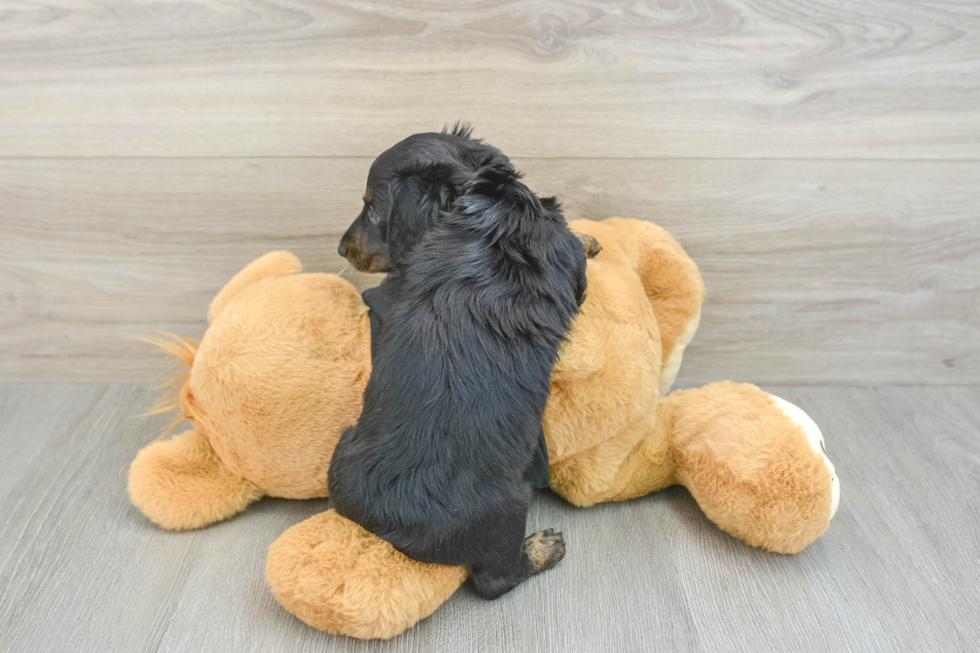 Best Dachshund Baby