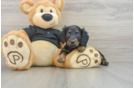Cute Dachshund Purebred Pup