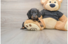 Cute Dachshund Baby
