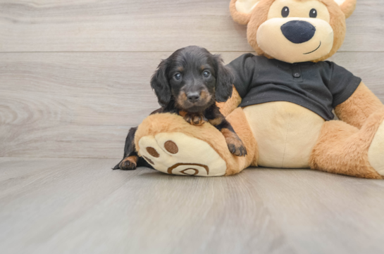 Cute Dachshund Baby