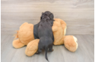 Cute Dachshund Purebred Pup