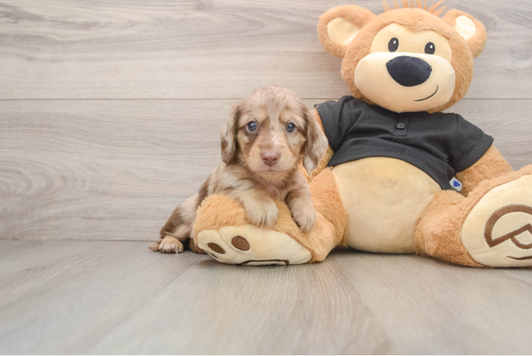 Dachshund Puppy for Adoption