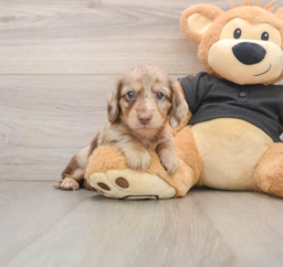 5 week old Dachshund Puppy For Sale - Premier Pups