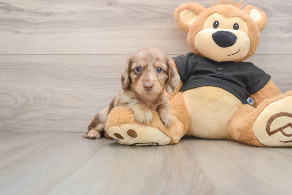 Dachshund Puppy for Adoption