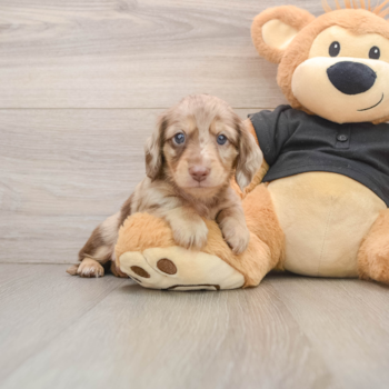 Dachshund Puppy for Adoption