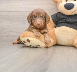 5 week old Dachshund Puppy For Sale - Premier Pups
