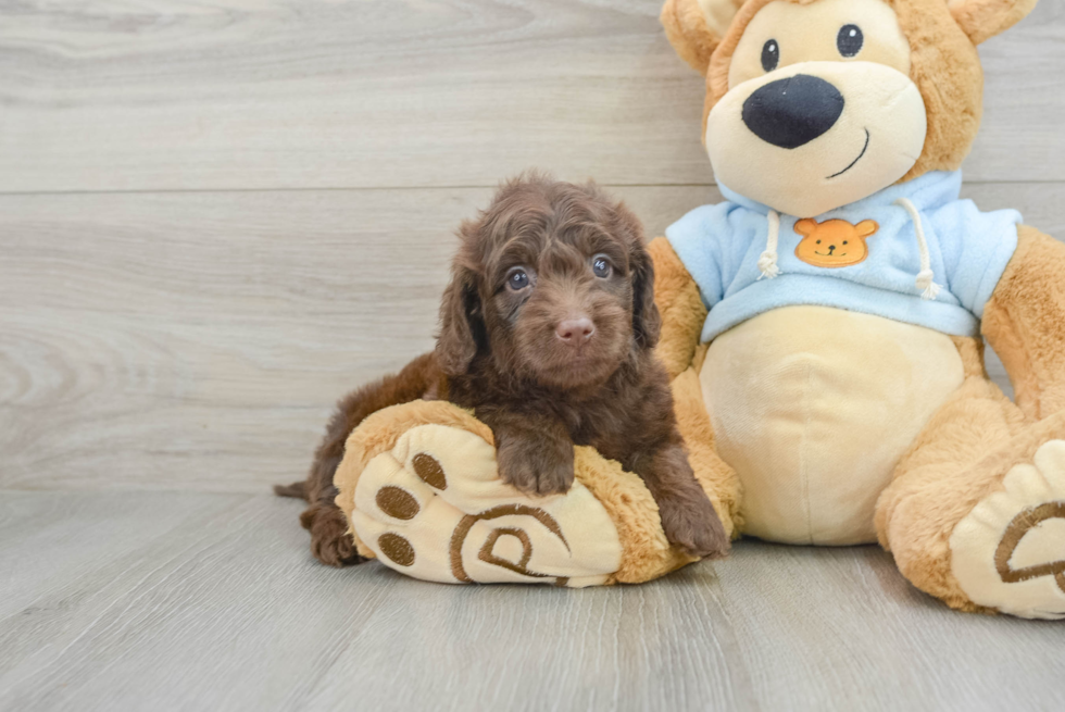 Dachshund Pup Being Cute