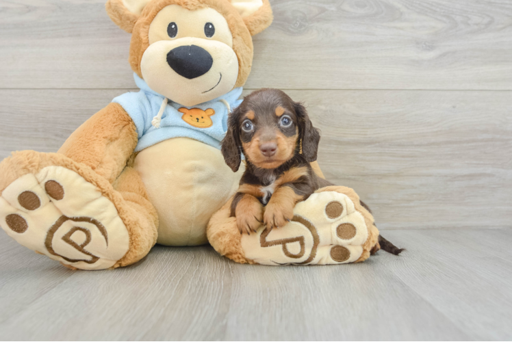 Cute Doxie Purebred Puppy