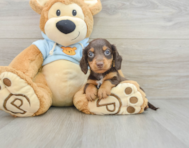 6 week old Dachshund Puppy For Sale - Premier Pups