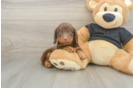 Dachshund Pup Being Cute