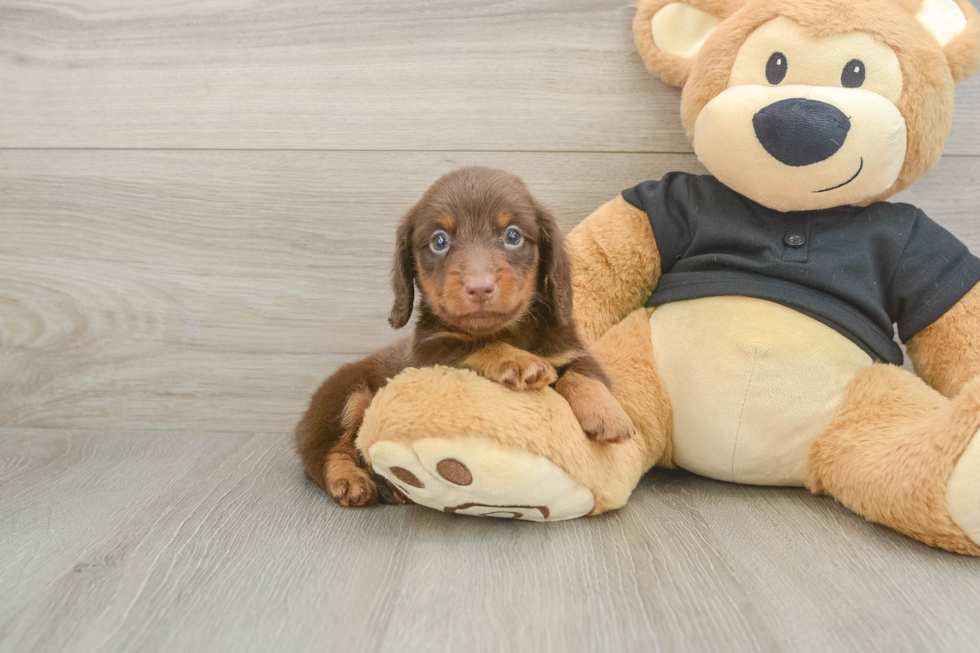 Dachshund Pup Being Cute
