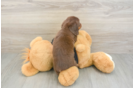 Dachshund Puppy for Adoption
