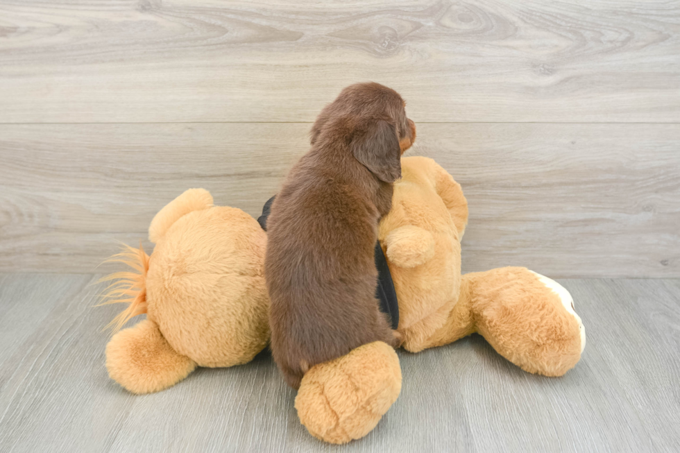 Dachshund Puppy for Adoption