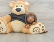 5 week old Dachshund Puppy For Sale - Premier Pups