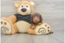 Best Dachshund Baby