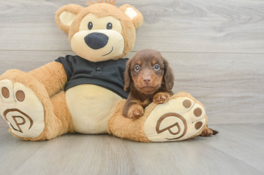 Best Dachshund Baby