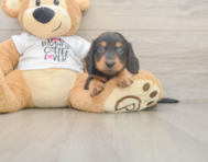 5 week old Dachshund Puppy For Sale - Premier Pups
