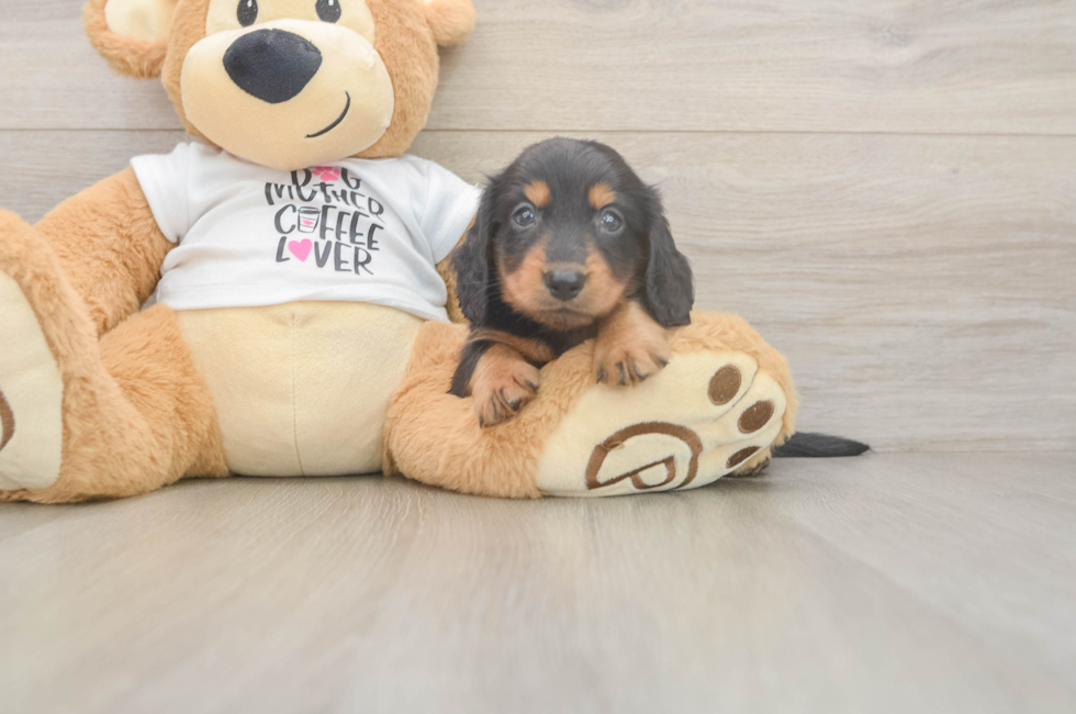 5 week old Dachshund Puppy For Sale - Premier Pups