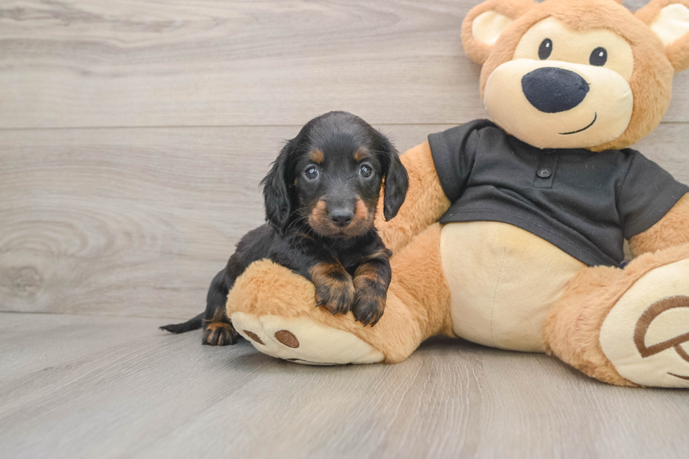 Cute Doxie Purebred Puppy