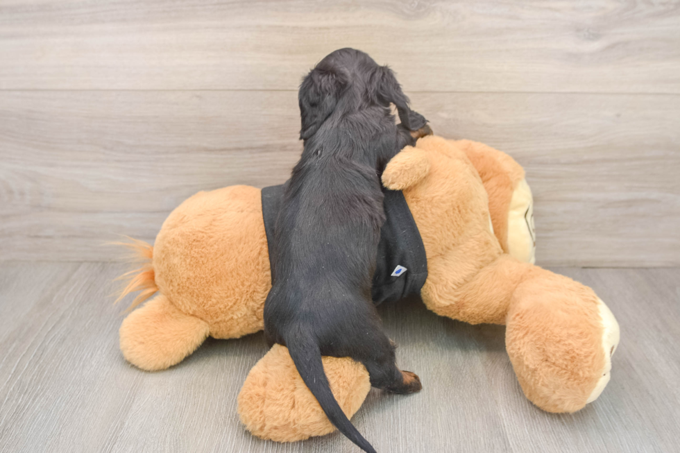 Dachshund Pup Being Cute