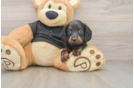 Best Dachshund Baby