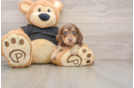 Best Dachshund Baby