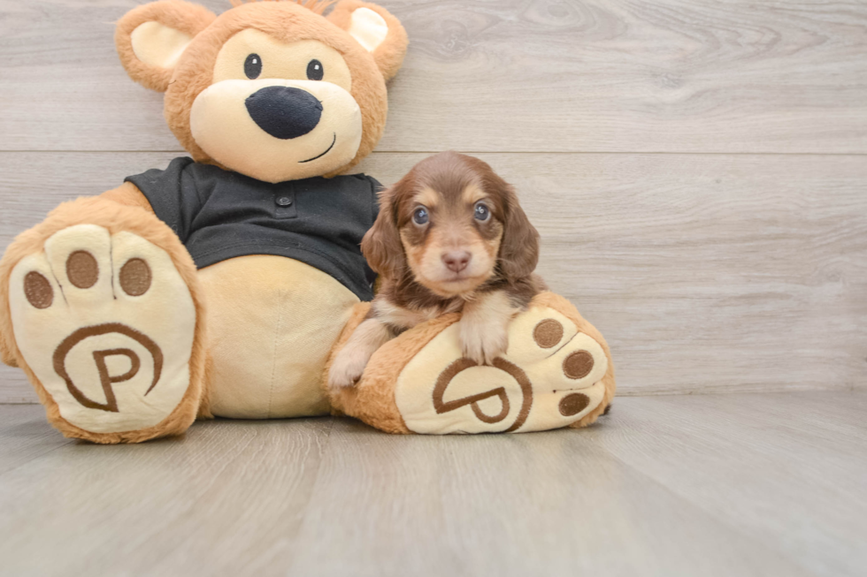 Best Dachshund Baby