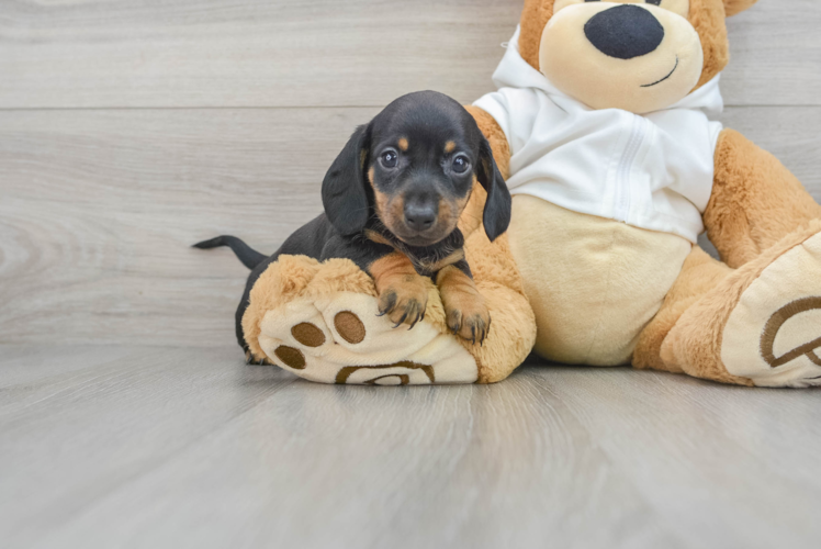 Dachshund Pup Being Cute