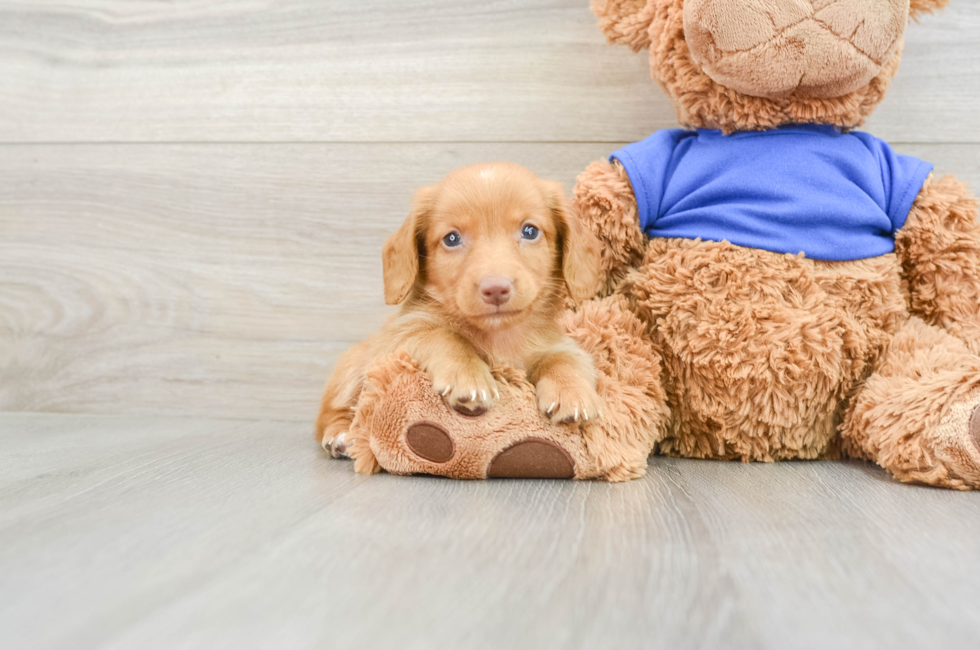 5 week old Dachshund Puppy For Sale - Premier Pups