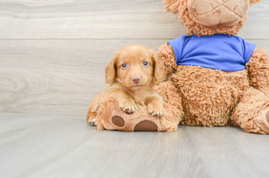 Best Dachshund Baby