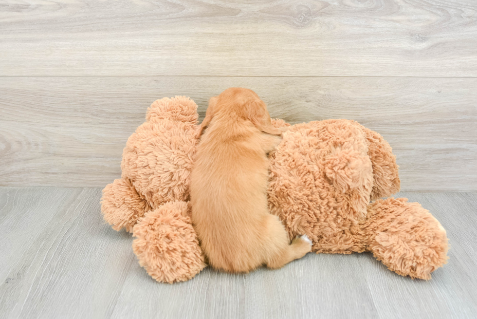 Cute Dachshund Purebred Pup