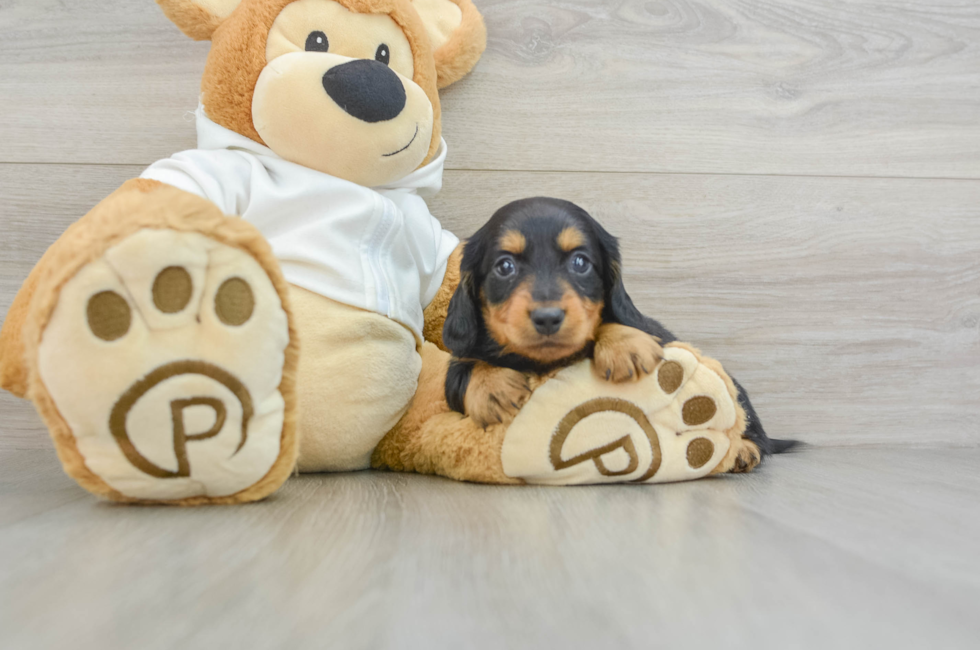 6 week old Dachshund Puppy For Sale - Premier Pups