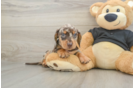 Cute Doxie Purebred Puppy