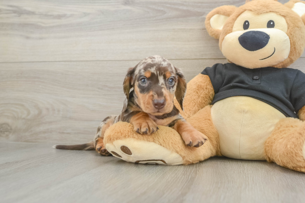 Cute Doxie Purebred Puppy