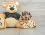 5 week old Dachshund Puppy For Sale - Premier Pups