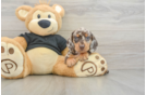Cute Dachshund Purebred Pup