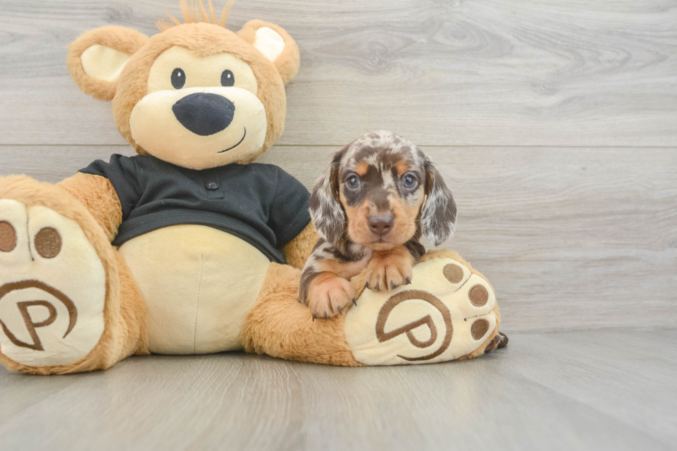 Cute Dachshund Purebred Pup