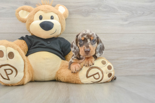 Cute Dachshund Purebred Pup