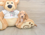 5 week old Dachshund Puppy For Sale - Premier Pups