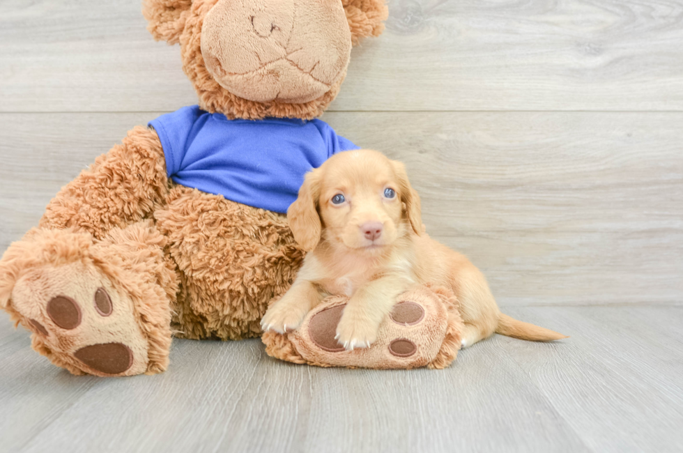 5 week old Dachshund Puppy For Sale - Premier Pups