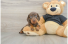 Cute Dachshund Purebred Pup