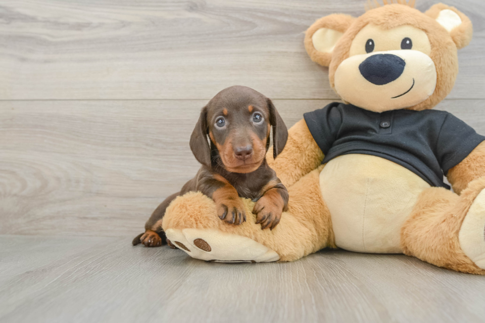 Cute Dachshund Purebred Pup